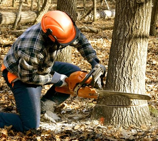Tree Removal in Cromwell, IN